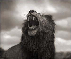 Lion-Roar-30_8_2706261k